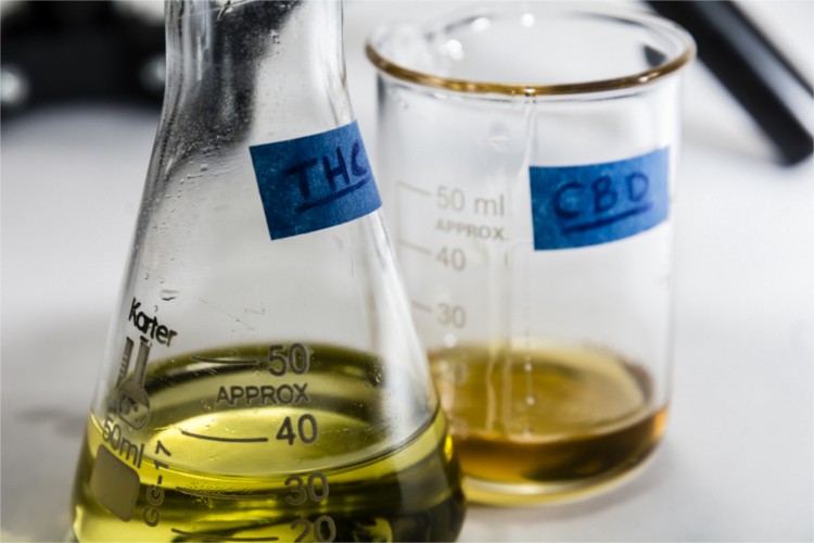 difference between cbd oil and thc oil