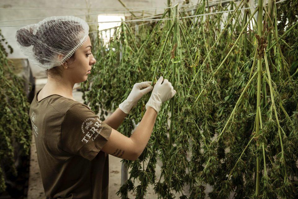 The Four Pillars of Quality Cannabis Processing